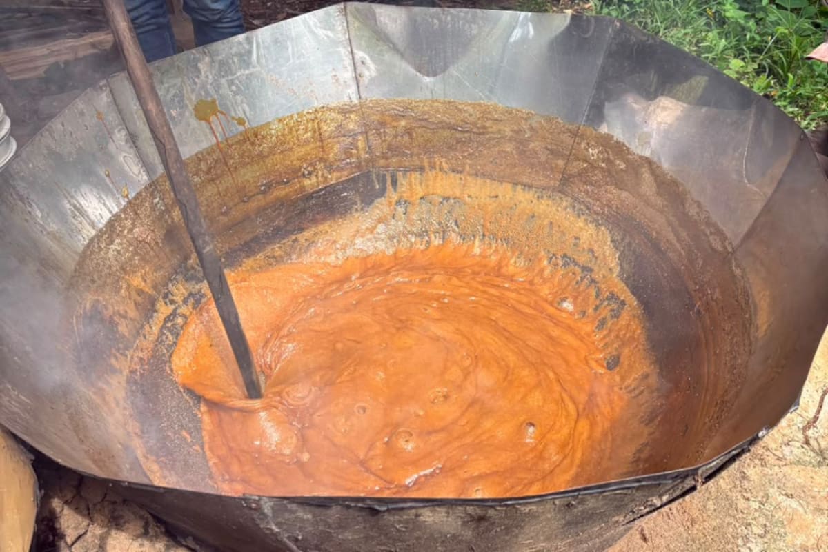 Detrás de cada bloque de panela hay meses de cultivo, jornadas de trabajo y un conocimiento que pasa de generación en generación. En Santander, ese oficio enfrenta hoy nuevos desafíos. Foto de: Yuliana Jejen // VANGUARDIA.