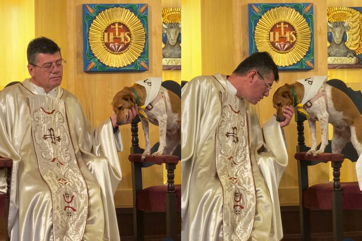 El sacerdote le cedió su lugar en el altar, creando una escena que habla de cariño, respeto y empatía hacia los animales. Foto: @francarranzaok