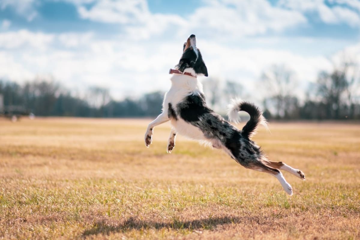 Saltos constantes y pequeños hábitos diarios pueden afectar las articulaciones de perros y gatos mucho antes de la vejez. Foto: Canva