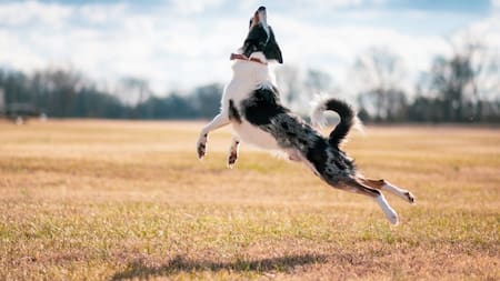 ¿Su perro salta mucho? Ese hábito podría afectar sus articulaciones con los años