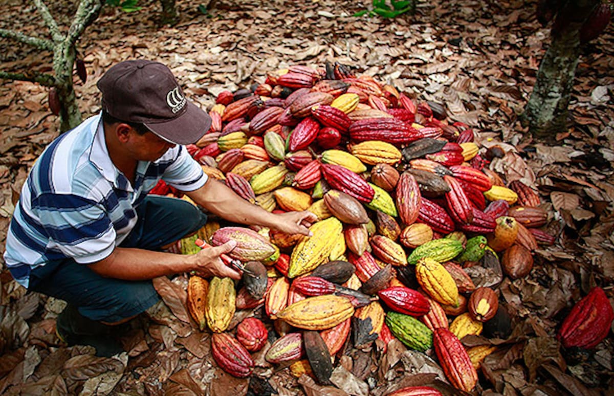 Sembrando historia entre montañas: legado vivo del cacao santandereano.