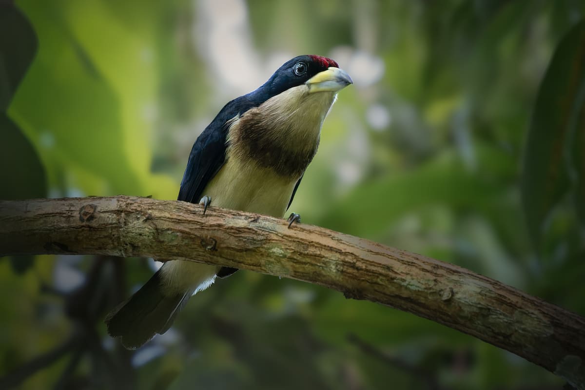 Capito hypoleucusII | Suministrada / VANGUARDIA