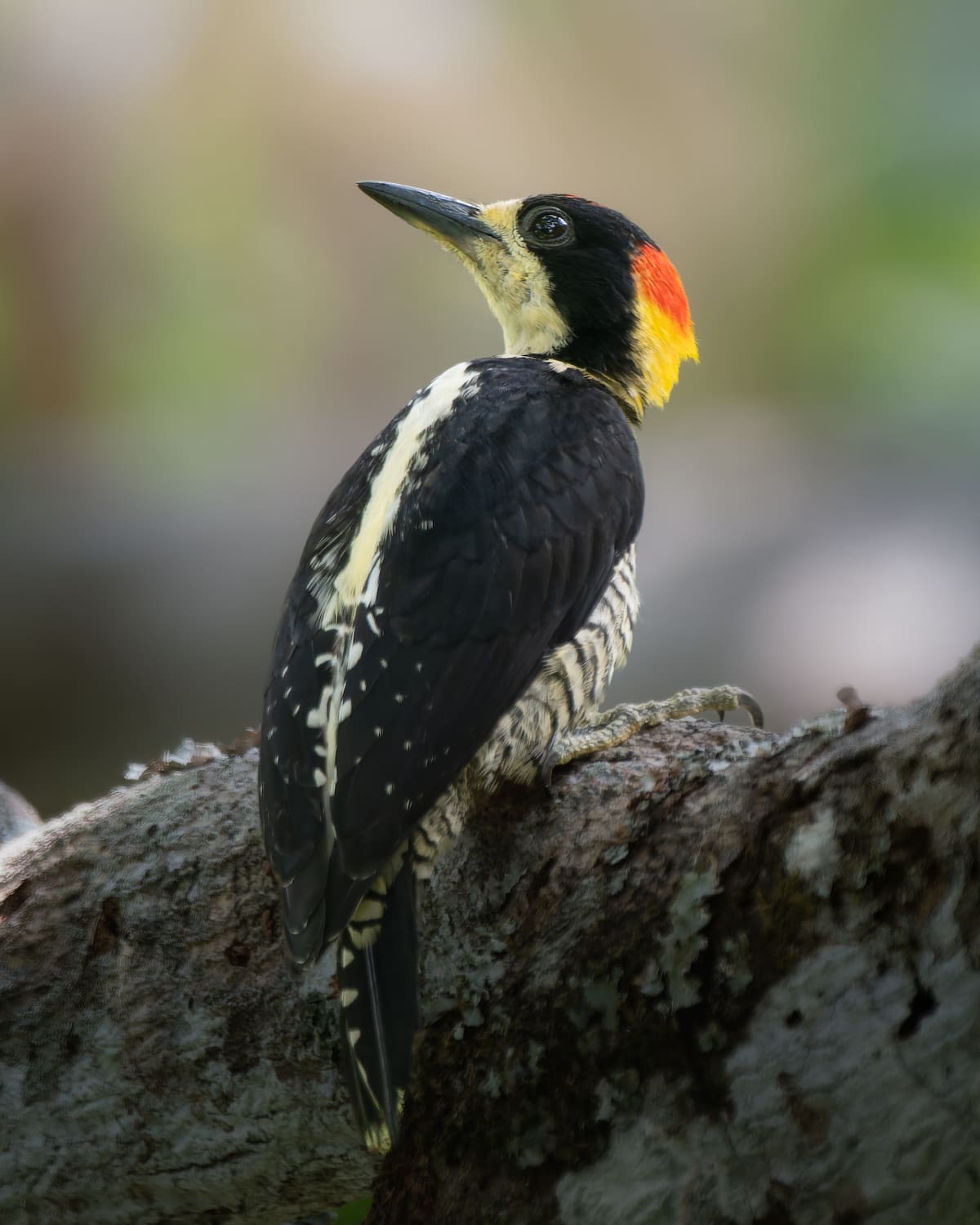 Carpintero bonito. | Juan Pablo Ardila / VANGUARDIA
