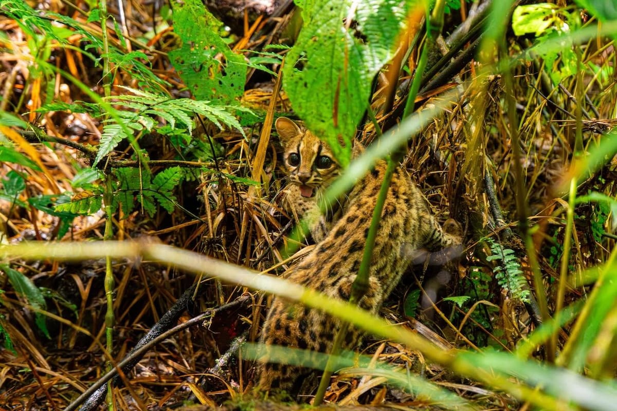 Ecosistemas como el Parque Natural Regional Bosques Húmedos Andinos El Rasgón, en Piedecuesta, y la cuenca del río Tona, entre otros, son objeto de esta investigación en Santander. (Fotos: suministradas / VANGUARDIA)