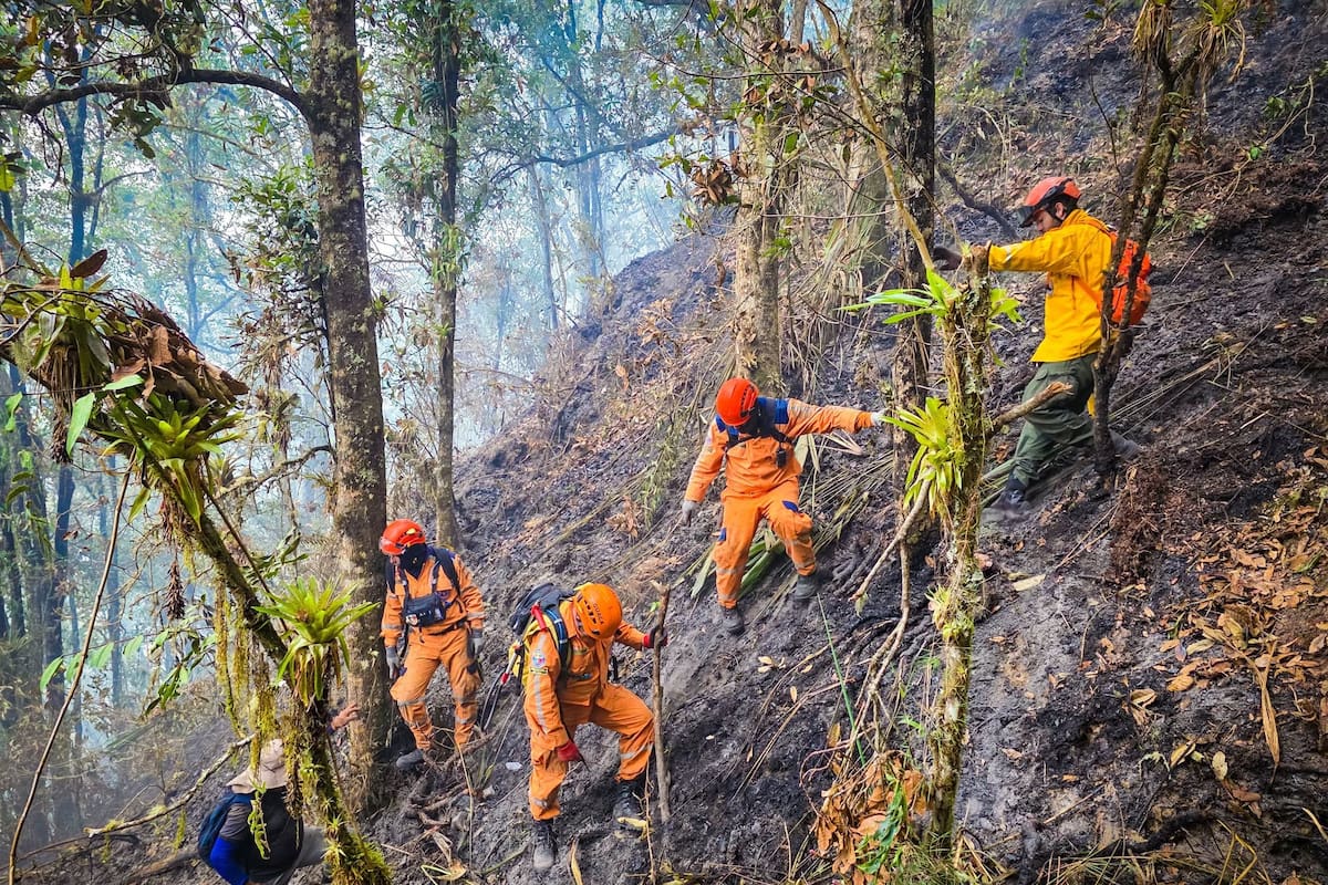 Bosques de robles, pinos, agraz, helechos y hasta frailejones han resultado gravemente afectados en medio de estos incendios forestales en Santander. (Foto: suministrada / VANGUARDIA)