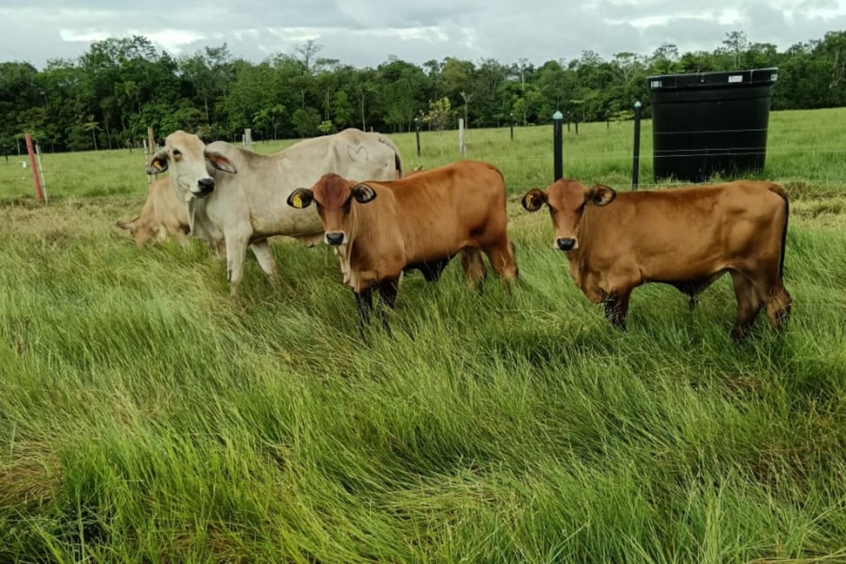 Algunos ganaderos no pueden sacar sus animales de las fincas por falta de guías de movilización. Foto suministrada/VANGUARDIA