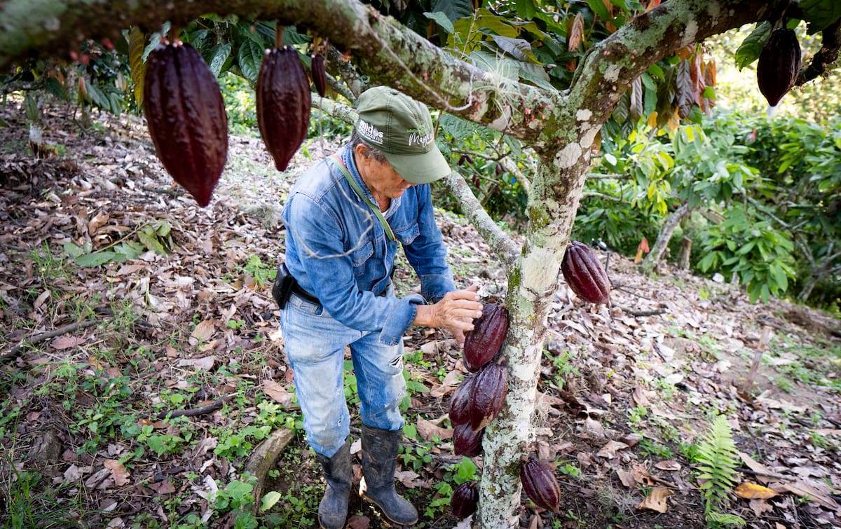 Santander quiere cacao, un especial de Vanguardia | Foto Marco Valencia / VANGUARDIA