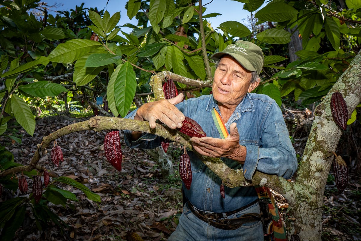 Santander quiere cacao, un especial de Vanguardia | Foto Marco Valencia / VANGUARDIA