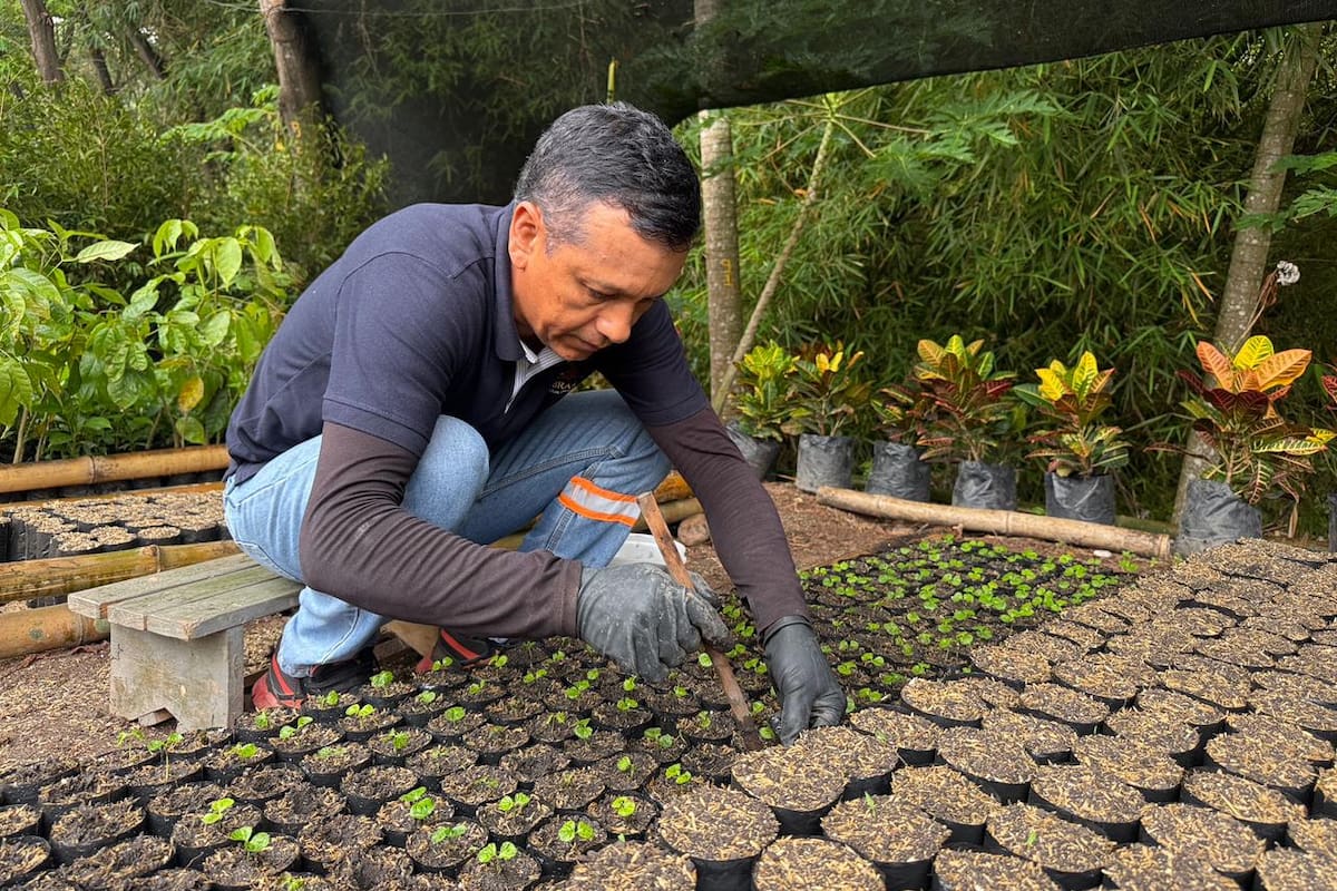 Según lo informado, actualmente uno de estos viveros ya cuenta con 4.000 plántulas en producción de especies como caracolí, gallinero, nogal, cafetero, entre otras. (Foto: suministrada / VANGUARDIA)