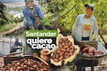 Santander quiere cacao - Especiales Vanguardia