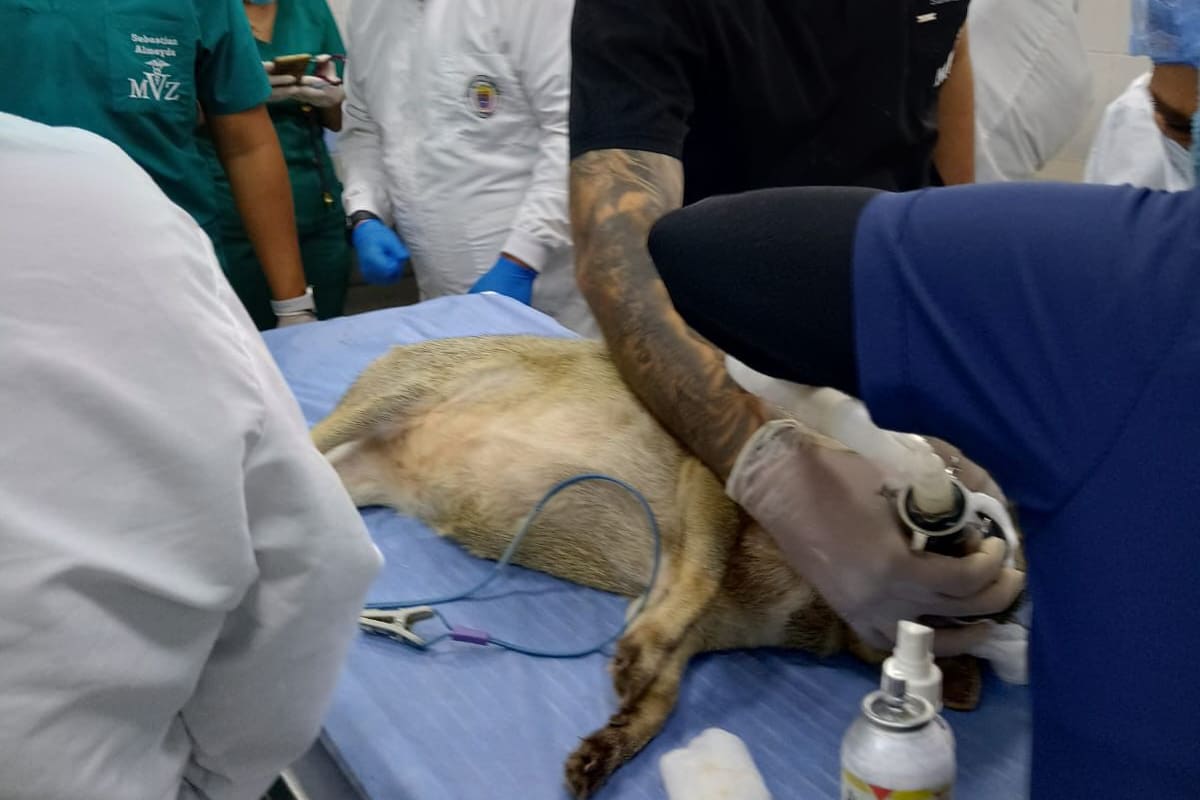 Esta recolección de material genético se inició con 7 especies, en medio de labores adelantadas en el Centro de Atención y Valoración de Fauna Silvestre, CAV-Cdmb. (Fotos: suministradas / VANGUARDIA)