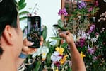 Santander se llena de color con la Exposición Nacional de Orquídeas