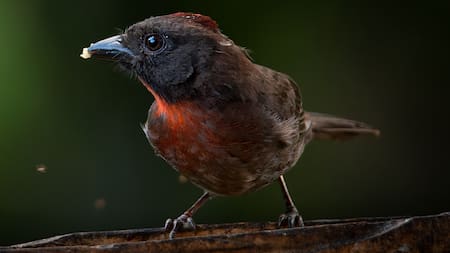 Santander tendrá la primera Feria de las Aves: conozca cuándo y dónde se vivirá