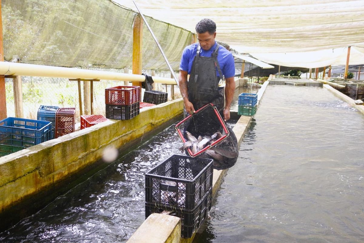 Aunque Colombia importa pescado, la trucha nacional también se exporta a mercados internacionales. Foto Felipe Jaimes Lagos/VANGUARDIA