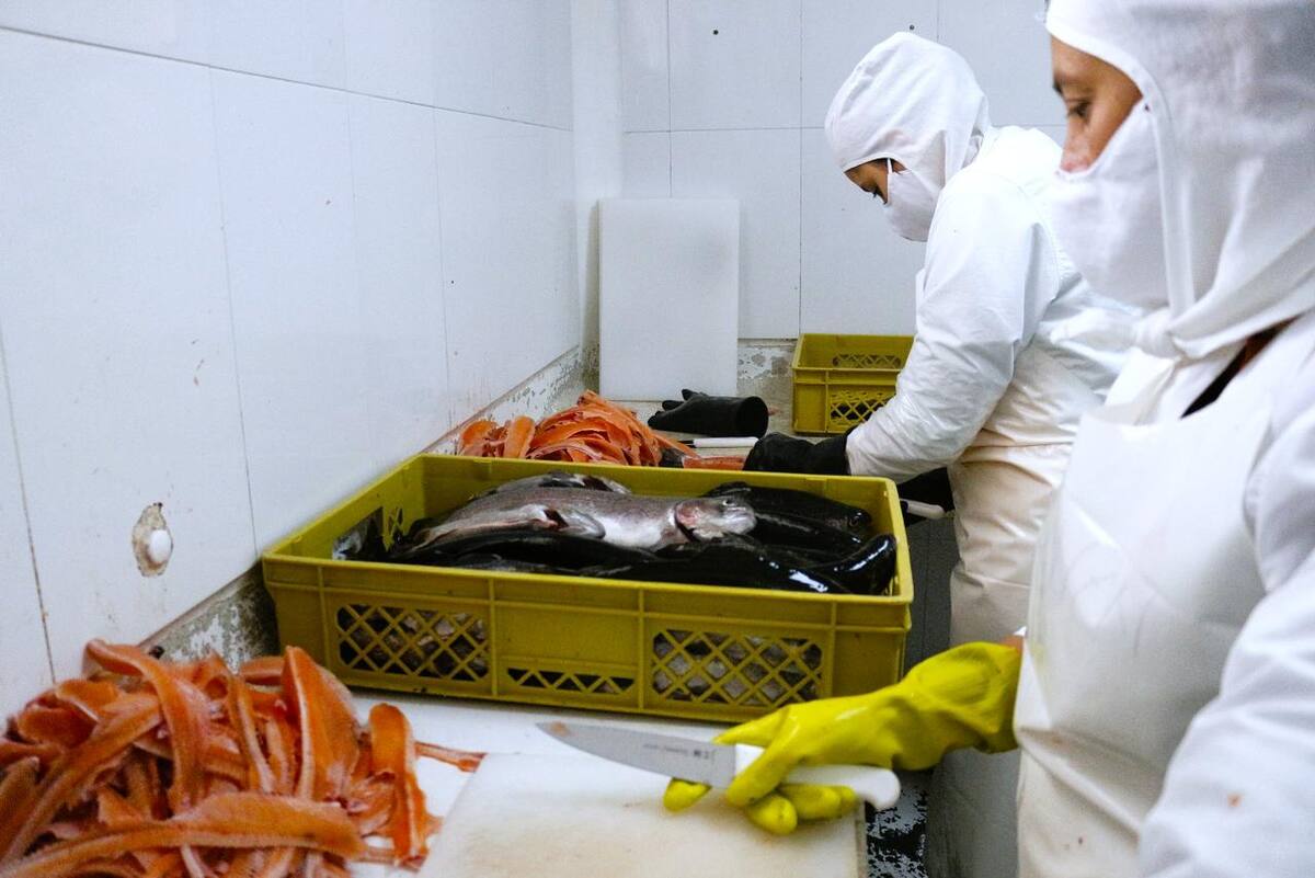 En plazas de mercado, la libra de trucha ronda los 14.000 pesos, menos que varias carnes rojas.
Foto Felipe Jaimes Lagos/VANGUARDIA