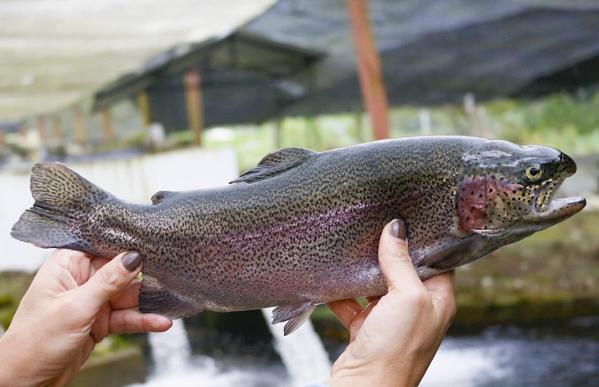 Una truchera en la vereda San Isidro puede producir hasta 360 toneladas de trucha al año.
Foto Felipe Jaimes Lagos/VANGUARDIA