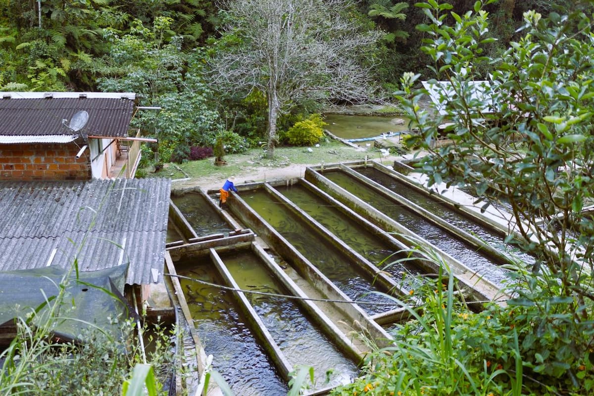 En veredas de Floridablanca y Piedecuesta se producen cientos de toneladas de trucha cada año.
Foto Felipe Jaimes Lagos/VANGUARDIA