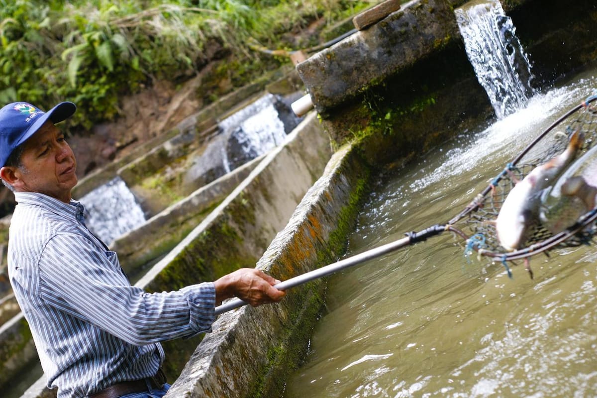 La trucha arcoíris (Oncorhynchus mykiss) se cultiva en aguas frías que descienden del Páramo de Santurbán.
Foto Felipe Jaimes Lagos/VANGUARDIA