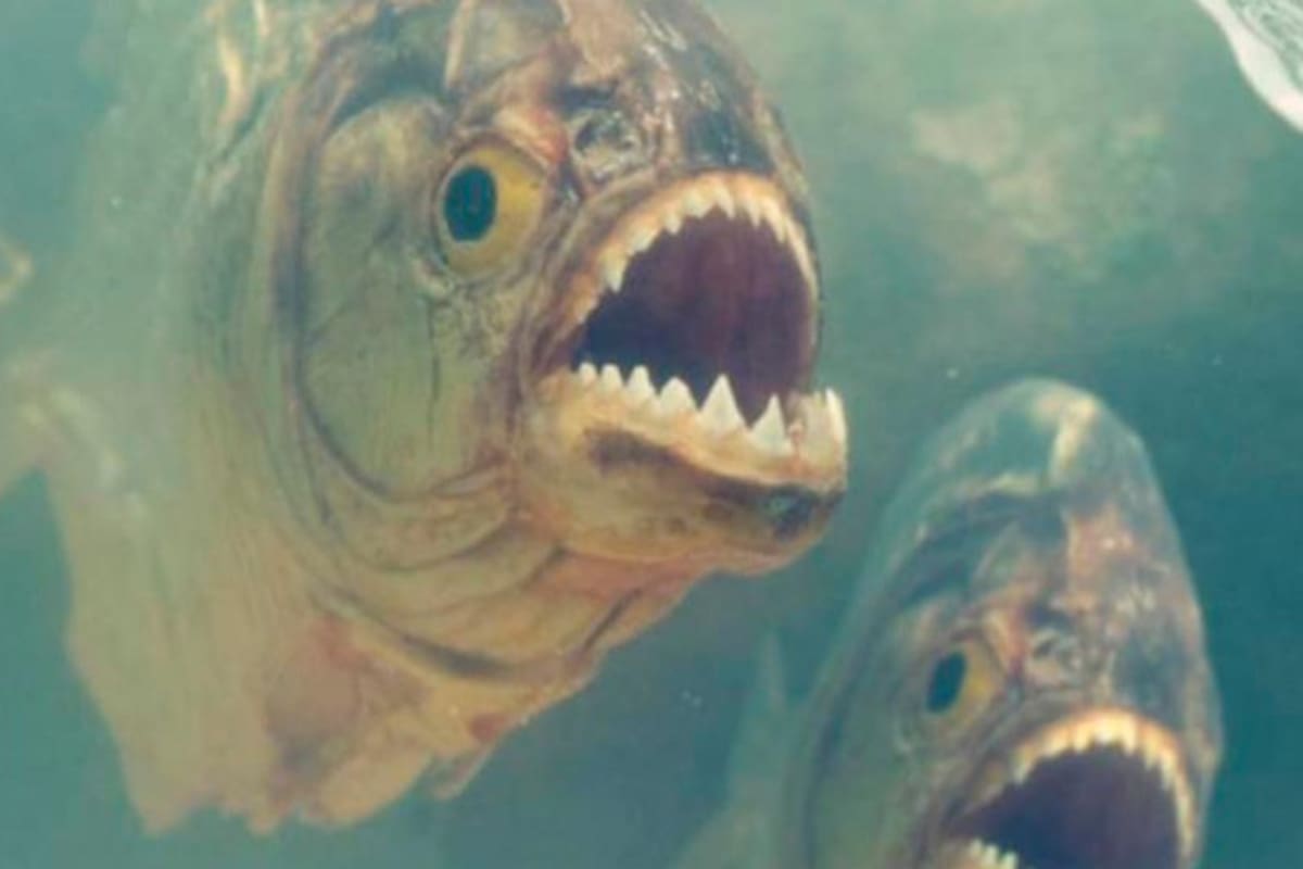 Las pirañas son peces carnívoros, de dientes afilados y muy agresivos, que suelen actuar en grupo. Internet / VANGUARDIA