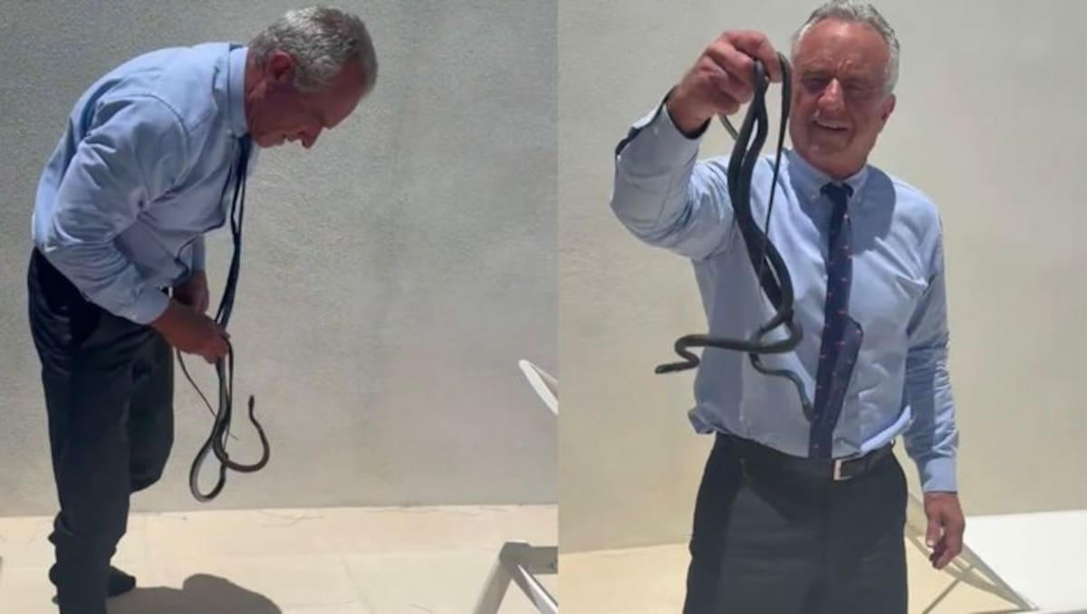 Un video en redes sociales muestra al secretario de Salud de Estados Unidos con dos serpientes corredoras negras en las manos tras capturarlas. Aunque esta especie no es tan peligrosa, el temor que estos reptiles transmiten y la duda de cómo llegaron al patio es lo que genera la incertidumbre de lo acontecido.