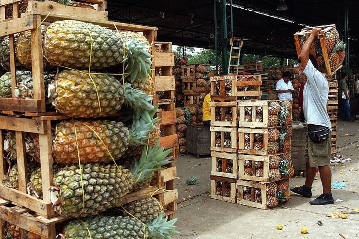 Santander perdió el liderazgo como el departamento de mayor producción de piña en Colombia, al ser superado en áreas por Valle del Cauca, Risaralda y Antioquia. (Foto: Archivo / VANGUARDIA LIBERAL)