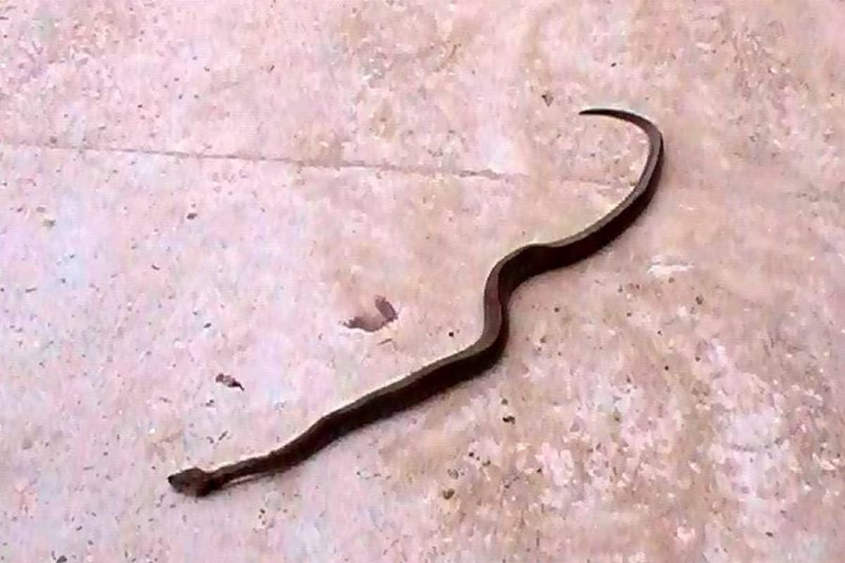 Esta fue la serpiente talla x que mordió a la niña de 13 años en el corregimiento Puente Sogamoso. Después de que ocurrió el hecho, los habitantes sacrificaron al animal. Según la madre de la menor, la niña le manifestó que había perdido el conocimiento tras el incidente. Actualmente está siendo atendida en el Hospital Universitario de Santander de Bucaramanga. (Foto: Suministrada/ VANGUARDIA LIBERAL)