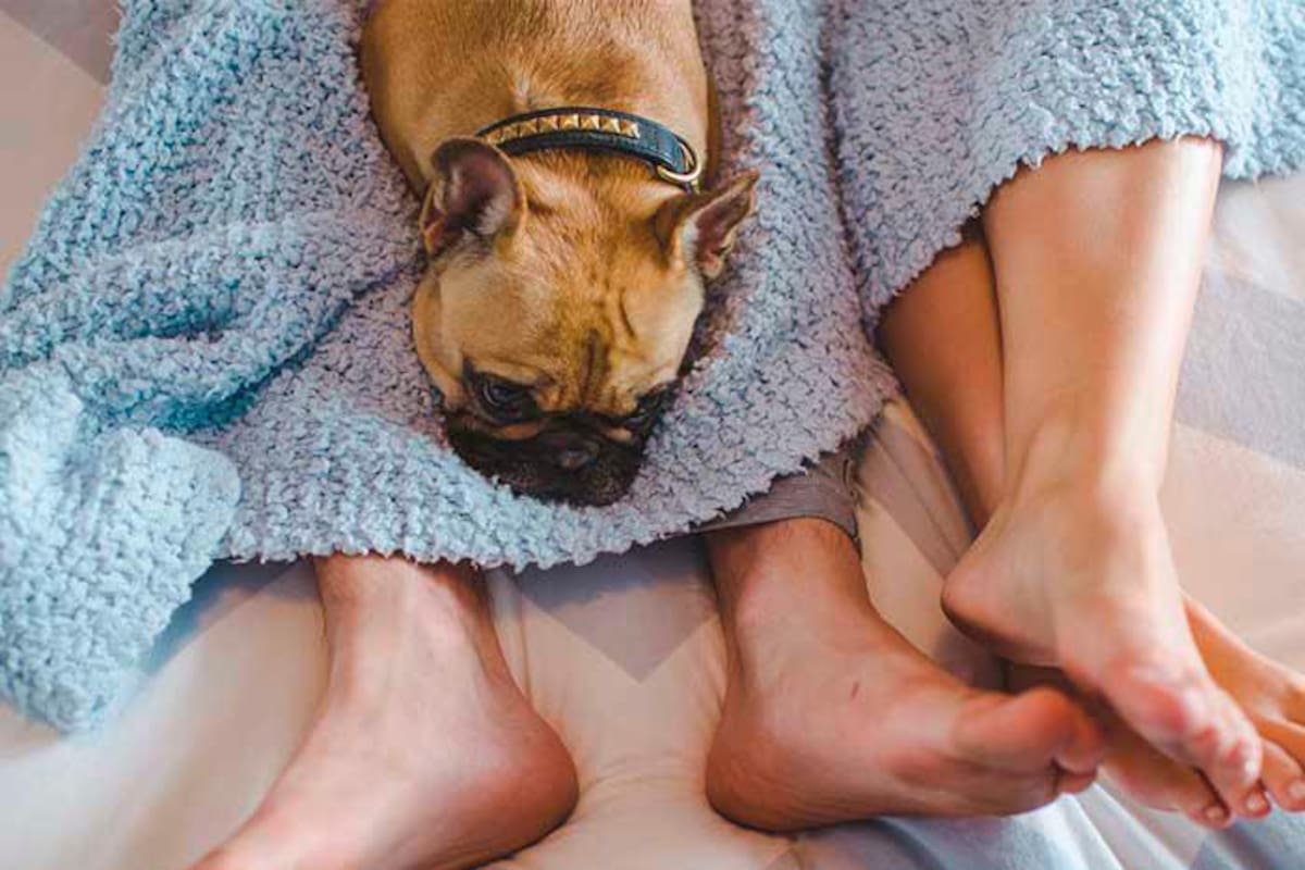 No es recomendable que haya nada que pueda distraer durante el acto sexual, como sería el caso de una mascota. Getty Images / VANGUARDIA