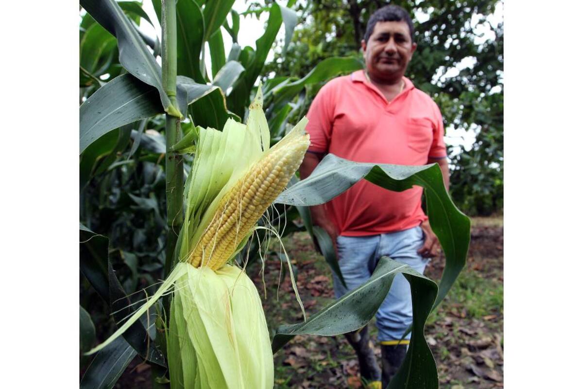 En Colombia, la adopción de maíz genéticamente modificado aumentó en un 17 % con respecto al año anterior. (Foto: Archivo/ VANGUARDIA LIBERAL)