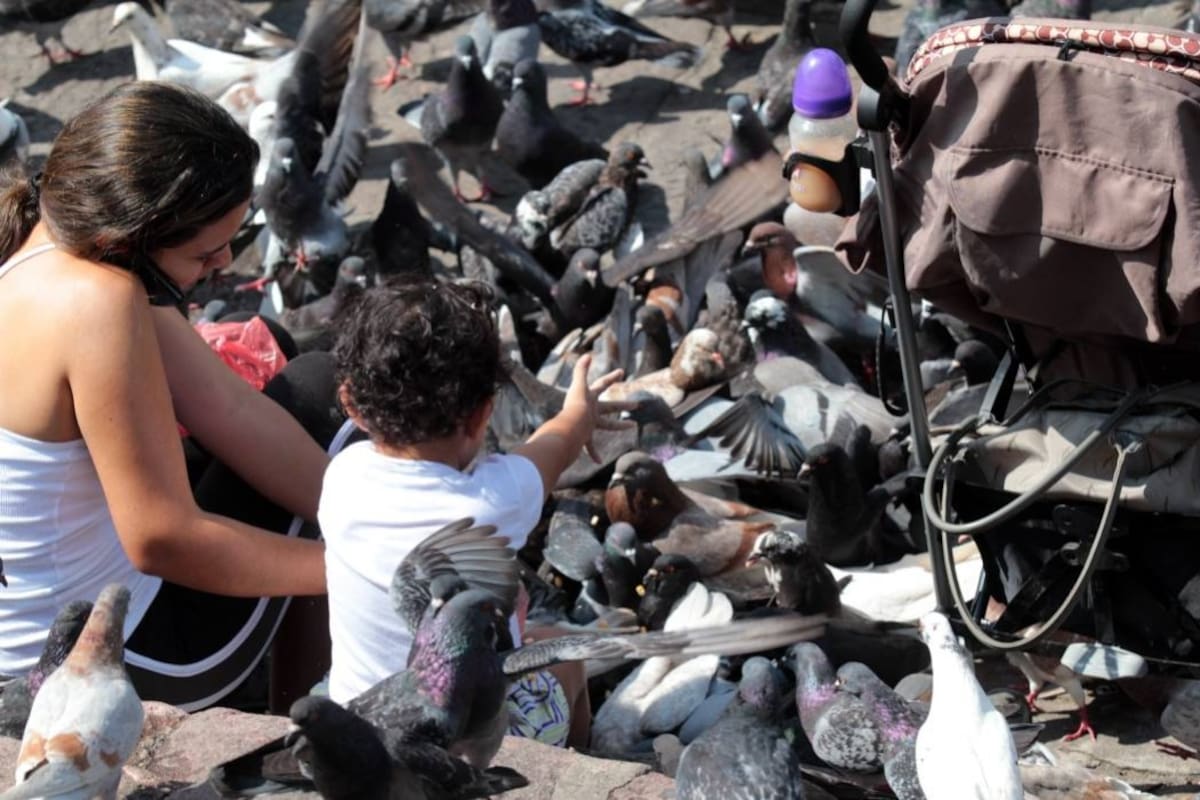 Algunos habitantes de la localidad, desconociendo los riesgos que representan estas indefensas aves, suelen visitarlas y darles de comer a corta distancia de su aleteo y vuelo (Foto: Javier Gutiérrez/ VANGUARDIA LIBERAL )