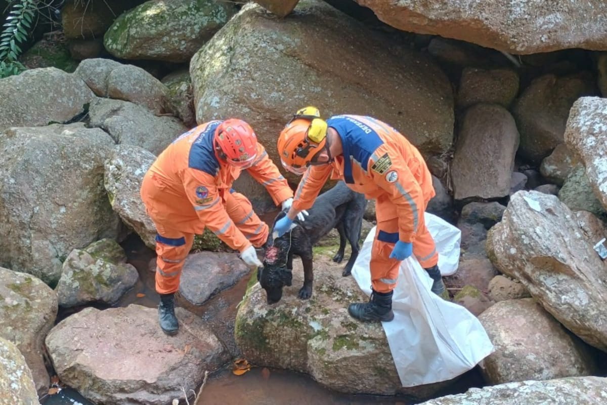 Socorristas de la Defensa Civil descendieron a la cueva para rescatar al perro herido.