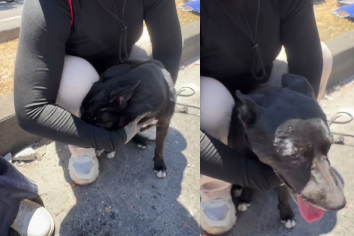 El perro fue rescatado de los escombros y luego intentó regresar al lugar donde, según la publicación, permanecía atrapado su dueño. Captura de video: Redes Sociales.