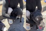 Perrito rescatado del terremoto intenta volver a los escombros: buscaría a su dueño
