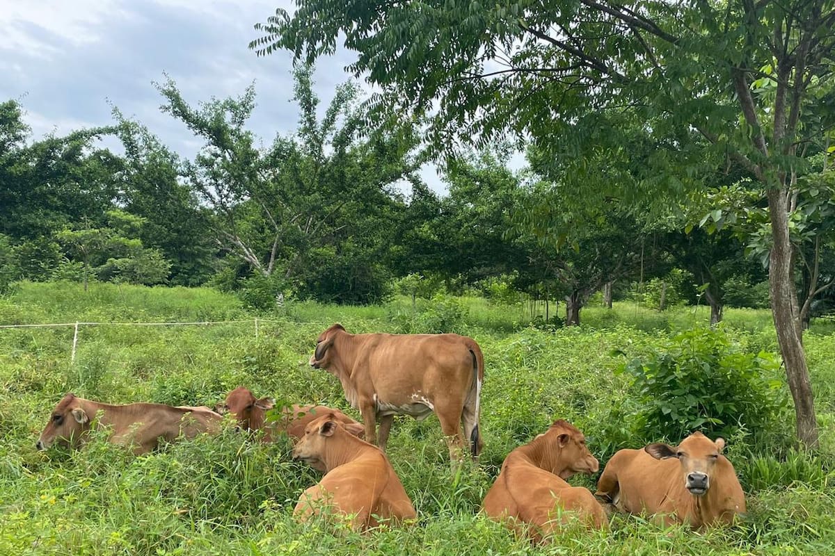 El secreto de una vaca productiva y un suelo sano podría estar en el “efecto pisoteo” y en una dieta equilibrada que imita la dinámica natural de la selva. En Santander, el auge de la ganadería regenerativa propone dejar de ver el potrero como un simple cultivo de pasto para entenderlo como un ecosistema vivo.