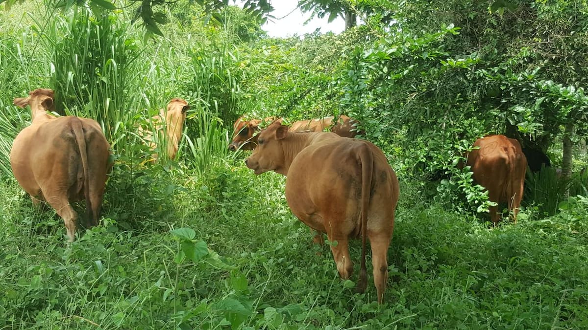 El secreto de una vaca productiva y un suelo sano podría estar en el “efecto pisoteo” y en una dieta equilibrada que imita la dinámica natural de la selva. En Santander, el auge de la ganadería regenerativa propone dejar de ver el potrero como un simple cultivo de pasto para entenderlo como un ecosistema vivo.