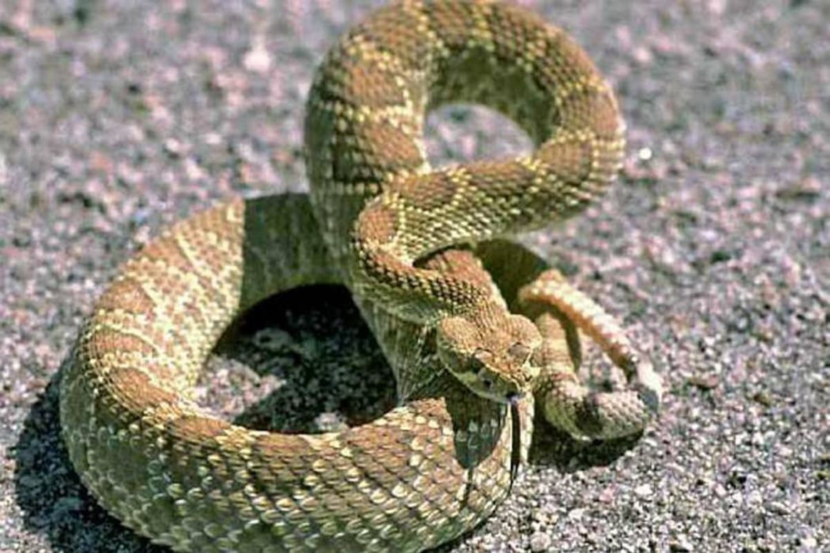 La primera muerte de este año por mordedura de serpiente, que se registró en un pequeño de 11 años en el Magdalena Medio, fue por una serpiente ‘mapaná’. (Foto: Archivo /VANGUARDIA LIBERAL)