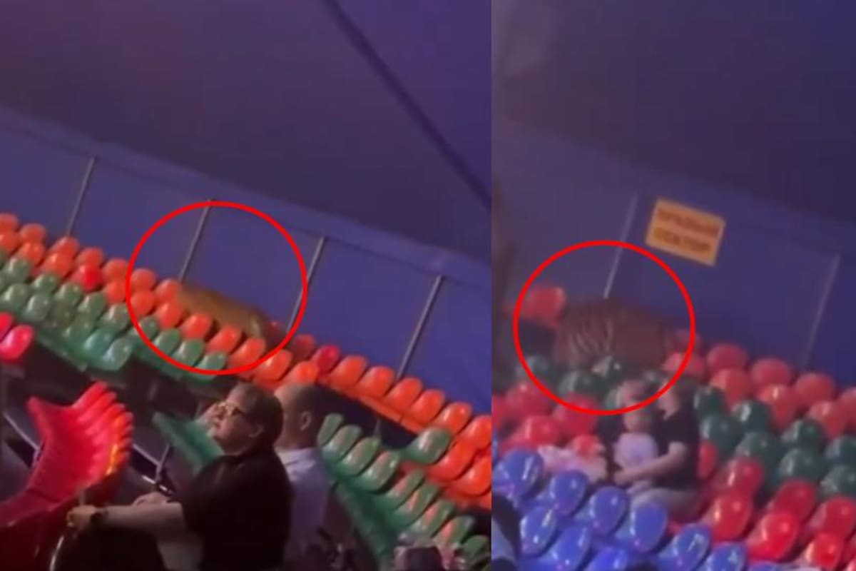 Susto en Rusia: un tigre recorrió las gradas de un circo tras fallo de la malla de seguridad | Video tomado de X