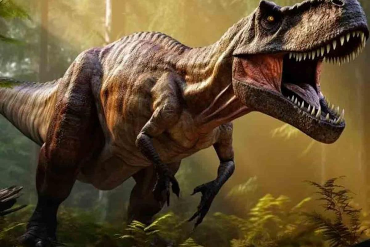 El ejemplar de T. rex conocido como ‘Thomas’ aportó pequeñas muestras dentales para realizar el estudio.