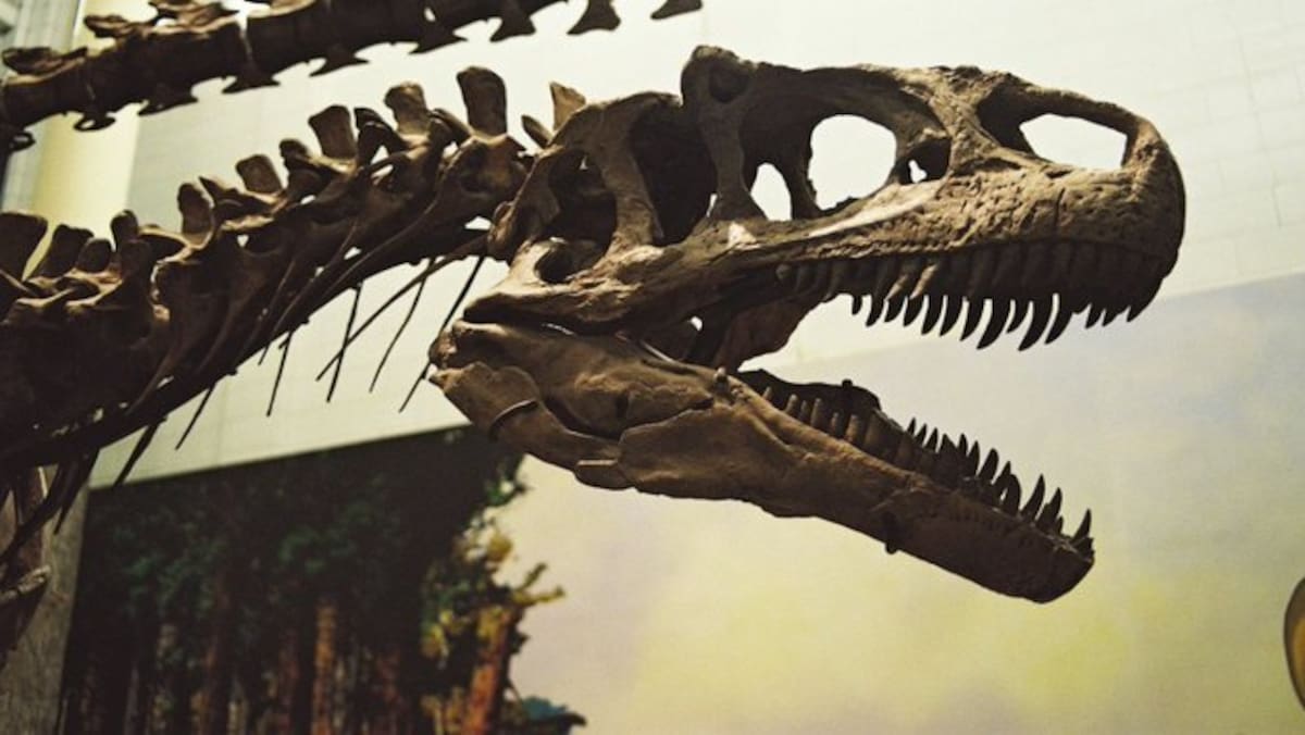 Los investigadores analizaron el esmalte de dientes fósiles para estimar la temperatura corporal del T. rex.
