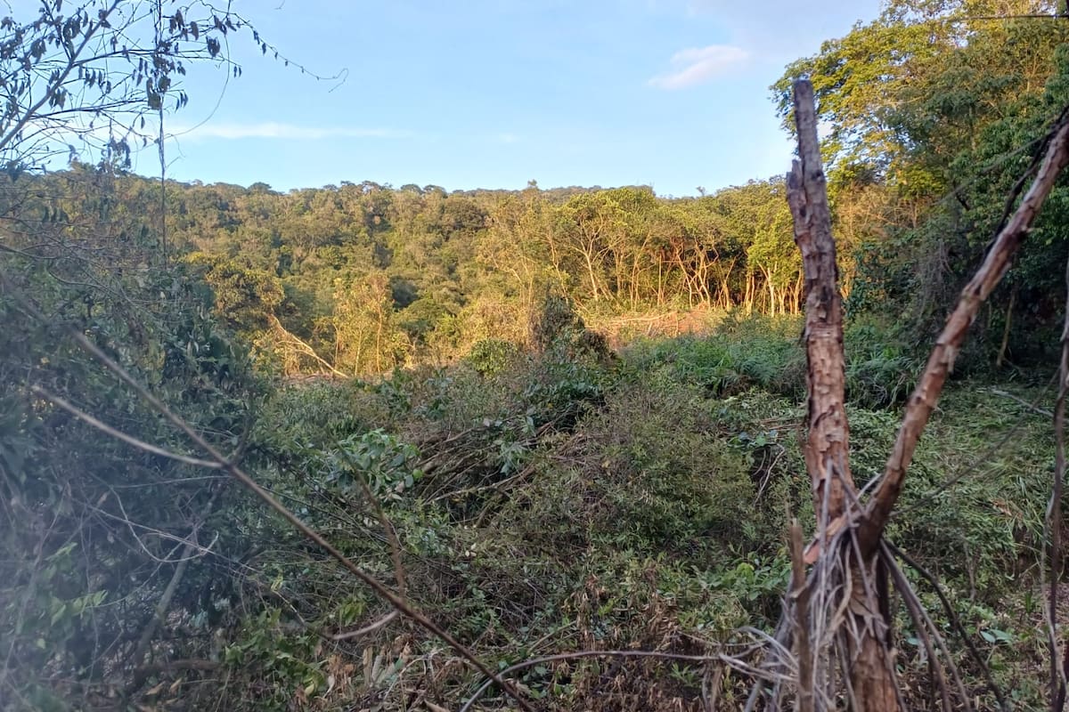 La tala de árboles se está dando en lavereda El Copero del Valle de San José.