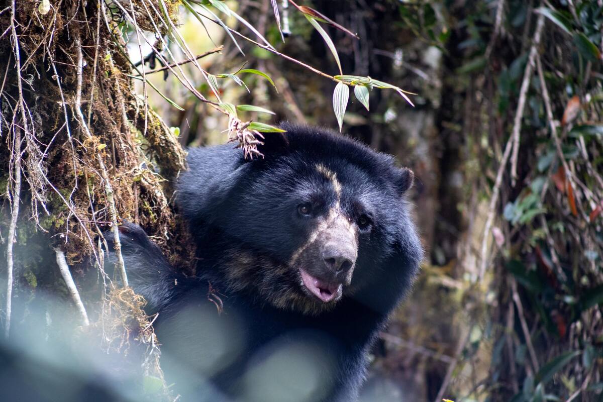 El oso andino llevaba tres años preparándose para su liberación. Foto: Suministrada
