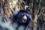 El Oso Andino Tamá no alcanzó a conocer la libertad: esto se sabe de su fallecimiento