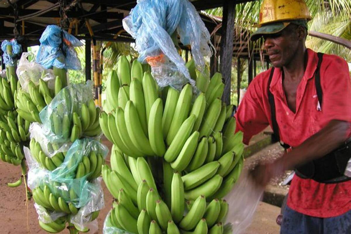 Se busca que los campesinos ofrezcan un producto de calidad, el agroindustrial tenga materia prima oportuna y el consumidor acceda a alimentos inócuos con precios competitivos. (Foto: Archivo/VANGUARDIA LIBERAL)
