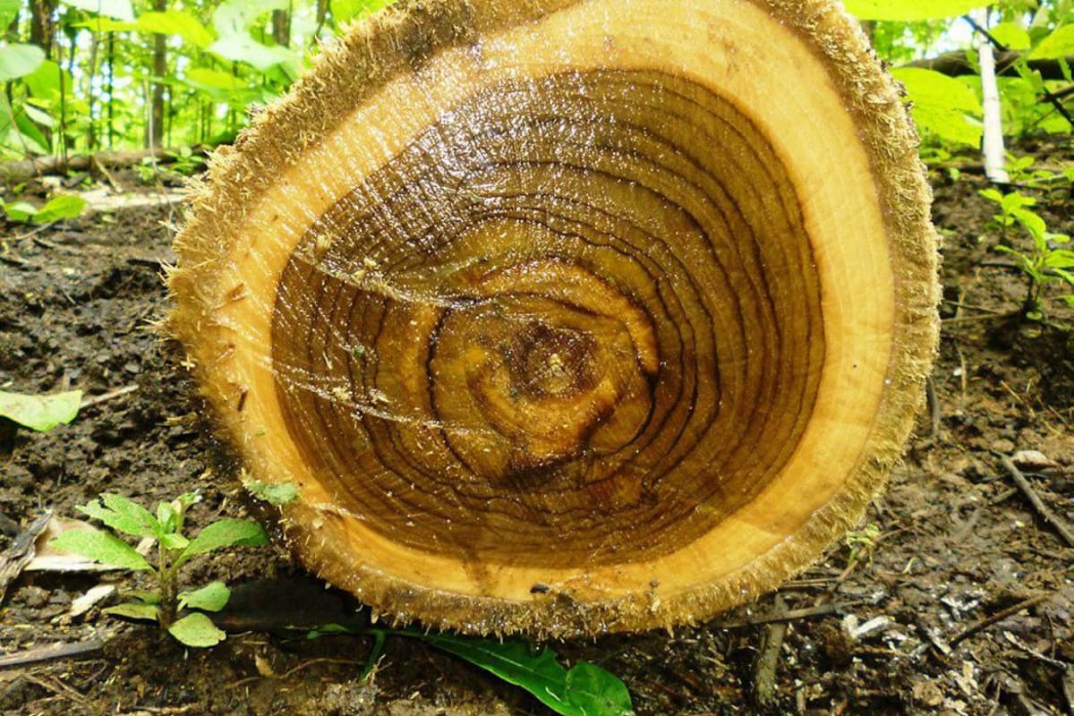 La teca es estimada en el mercado externo como una madera premium, debido a su alta calidad. Los astilleros son grandes clientes. (Foto: Tomada de Internet/VANGUARDIA LIBERAL)