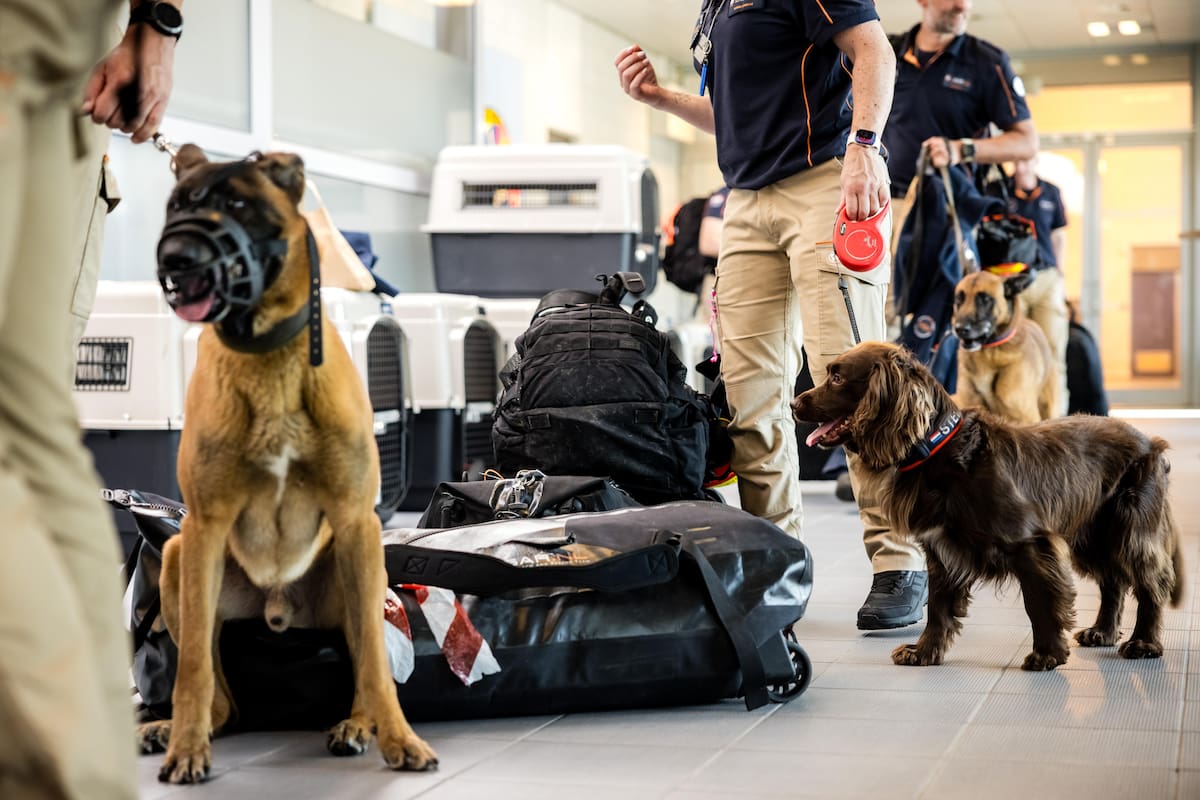 Eindhoven (Netherlands), 26/06/2026.- Dogs from a Dutch rescue team departs from Eindhoven Air Base for Venezuela to provide aid following the earthquakes that struck the country in Eindhoven, The Netherlands, 26 June 2026. The Urban Search and Rescue team is heading there with 65 rescue workers, eight dogs, and equipment. (Terremoto/sismo, Países Bajos; Holanda) EFE/EPA/ROB ENGELAAR