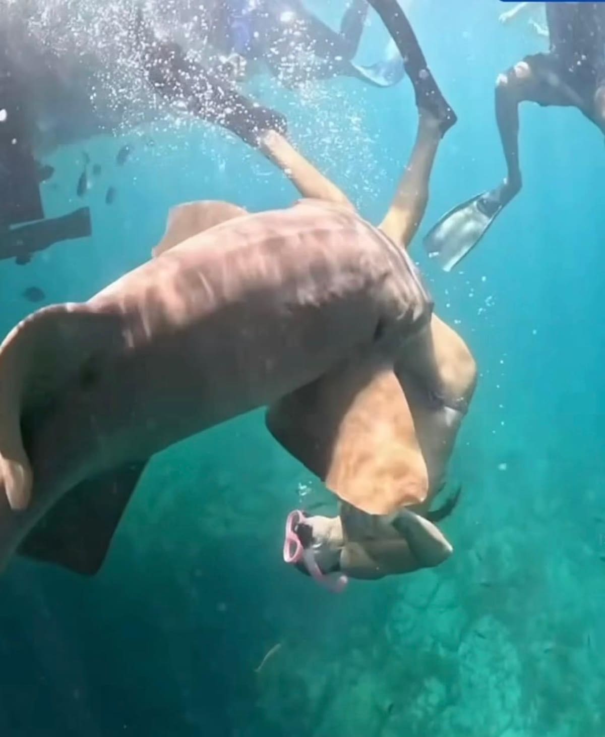 Video muestra a turista siendo mordida por tiburón durante inmersión en Fernando de Noronha, en Brasil.