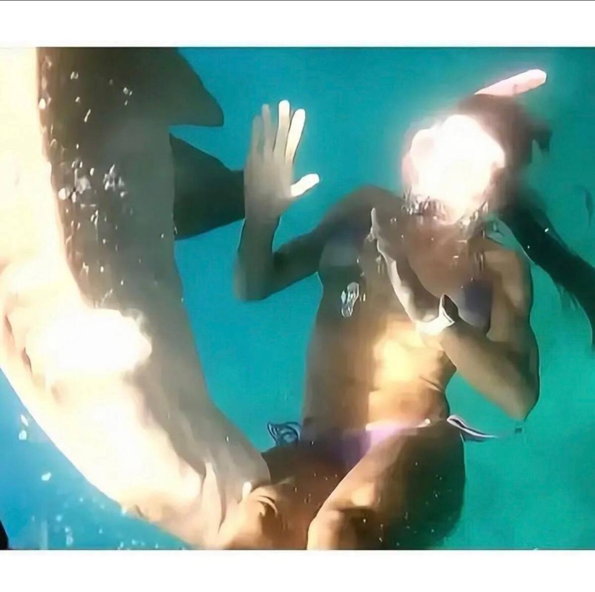 Este encuentro en Brasil le está dando la vuelta al mundo. Aunque los tiburones nodriza son conocidos por ser los "perritos del mar", este ejemplar tuvo una reacción que dejó fríos a los buzos. ¿Qué pasó realmente? Discovery Channel ya prepara un documental para explicarlo.