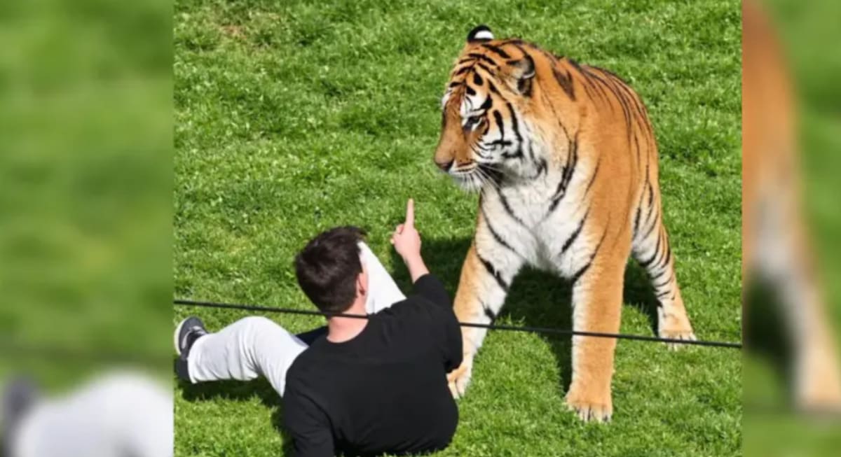 Un tigre mata a un hombre en un zoológico de Inglaterra: investigan lo ocurrido.
