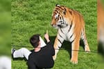 Video: Un hombre murió tras entrar al recinto de los tigres en un zoológico