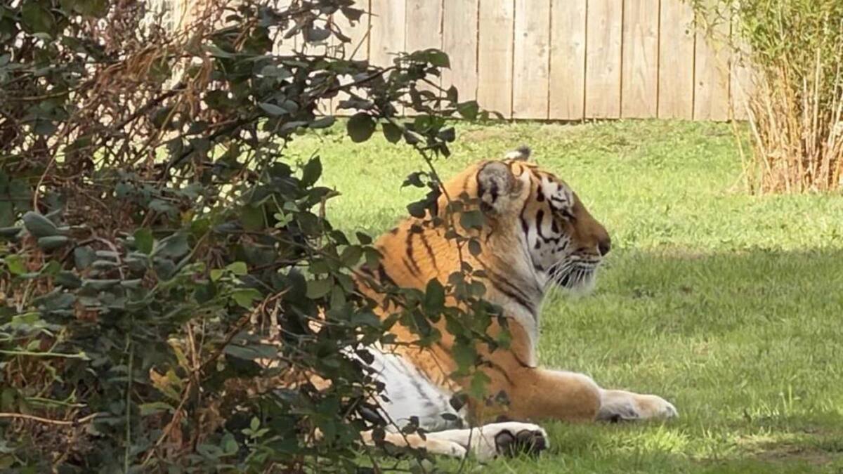 Cuidador revela qué habría llevado al tigre Altai a atacar mortalmente a un hombre en Inglaterra. Fotos: Redes Sociales