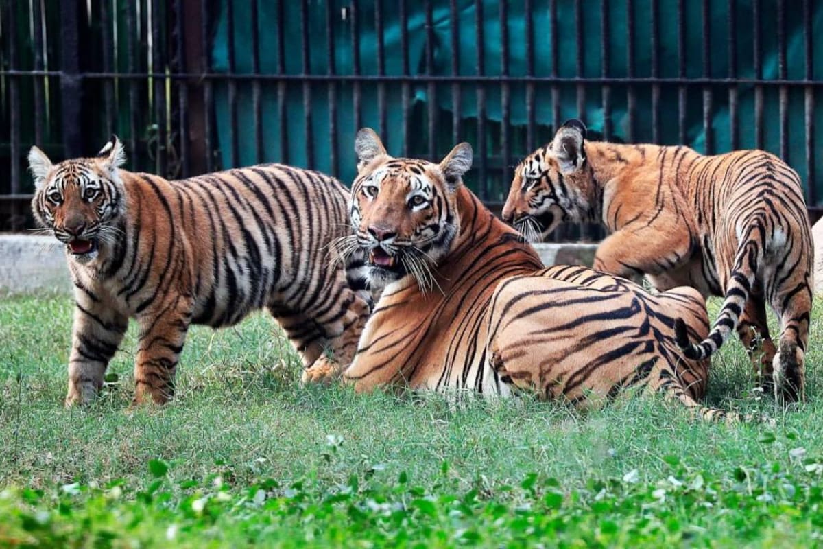 En su primer día frente a un público, los cachorros se dedicaron a explorar el recinto bajo la atenta mirada de su madre Siddhi, una tigresa de seis años y medio de edad.